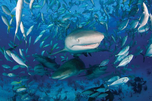 اسماك القرش نظرة عن قرب  Sharks+Close+Up+Pictures+%25283%2529