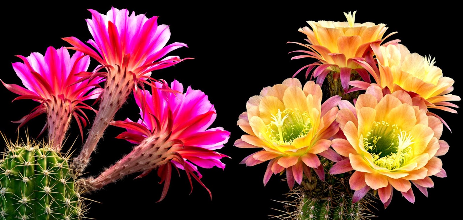 Cactus Flowers Mother Natures Fireworks – PROOF Cactus Flowers Mother Natures Fireworks – PROOF