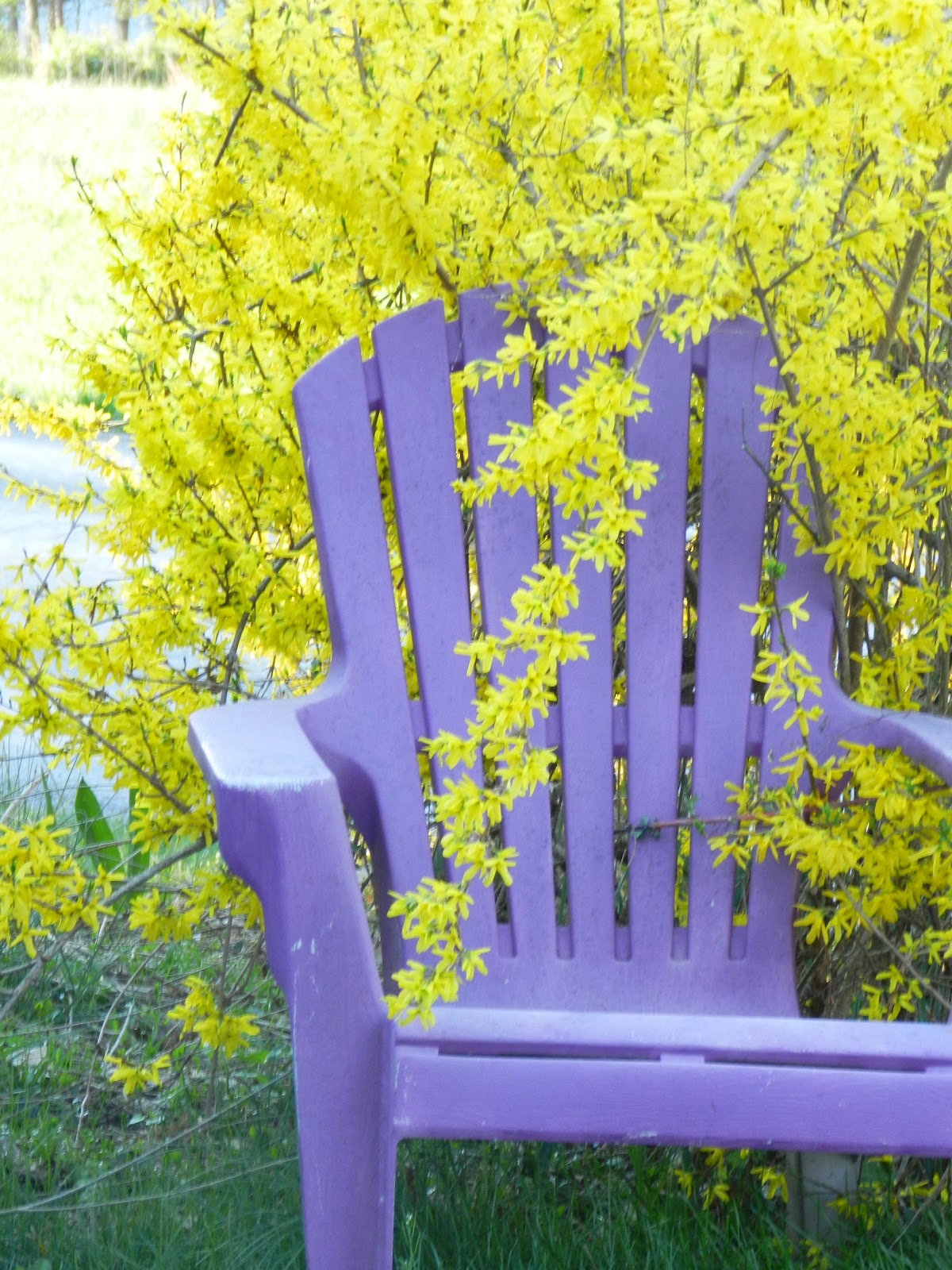 Life Between The Flowers Forsythia Yellow Spring Flowering Shrub