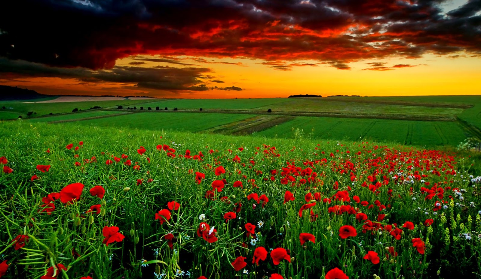 Desktop Flower Landscapes Desktop Flower Landscapes