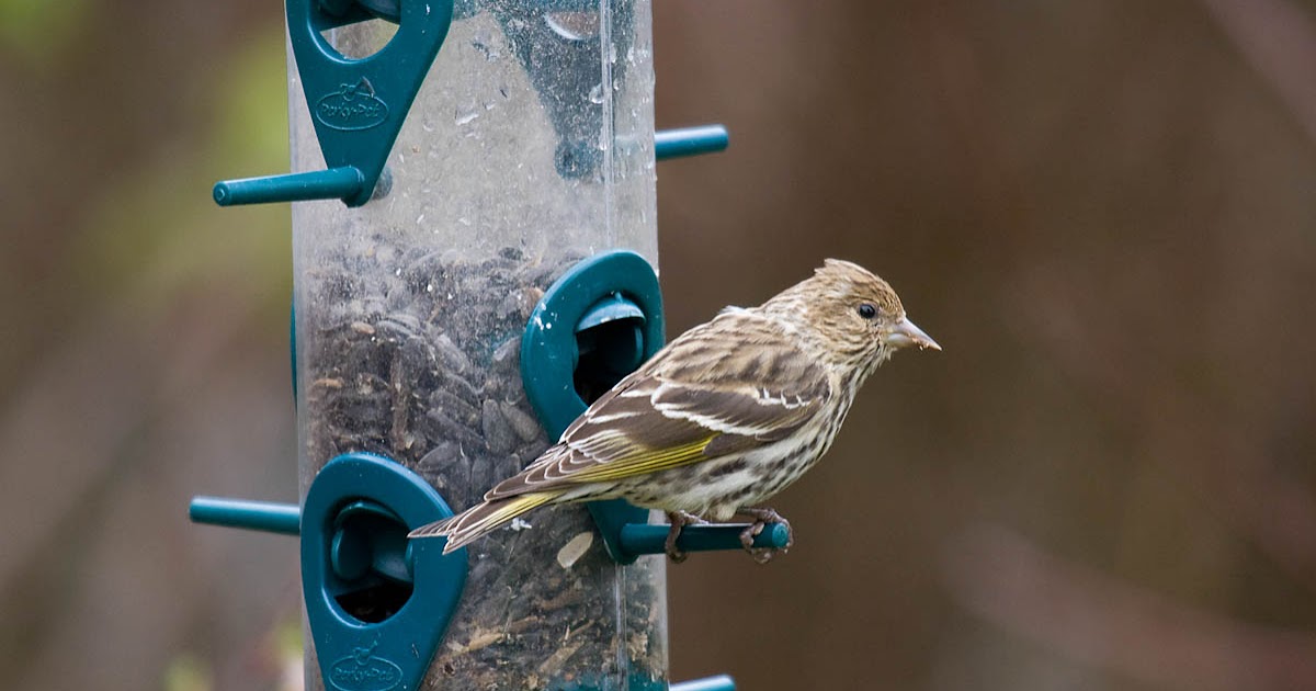 Attract birds to your backyard Part 3 Styles of bird feeders