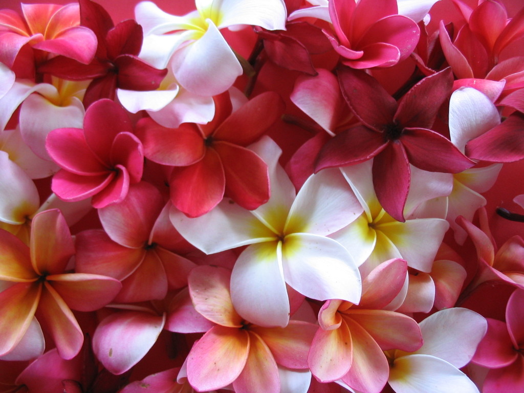 plumeria photos wallpaper db plumeria plumeria photos wallpaper db plumeria