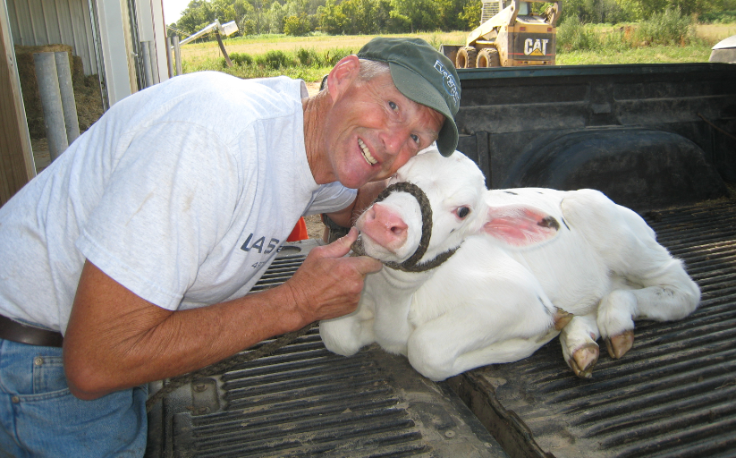 Truth or Dairy Cute calves