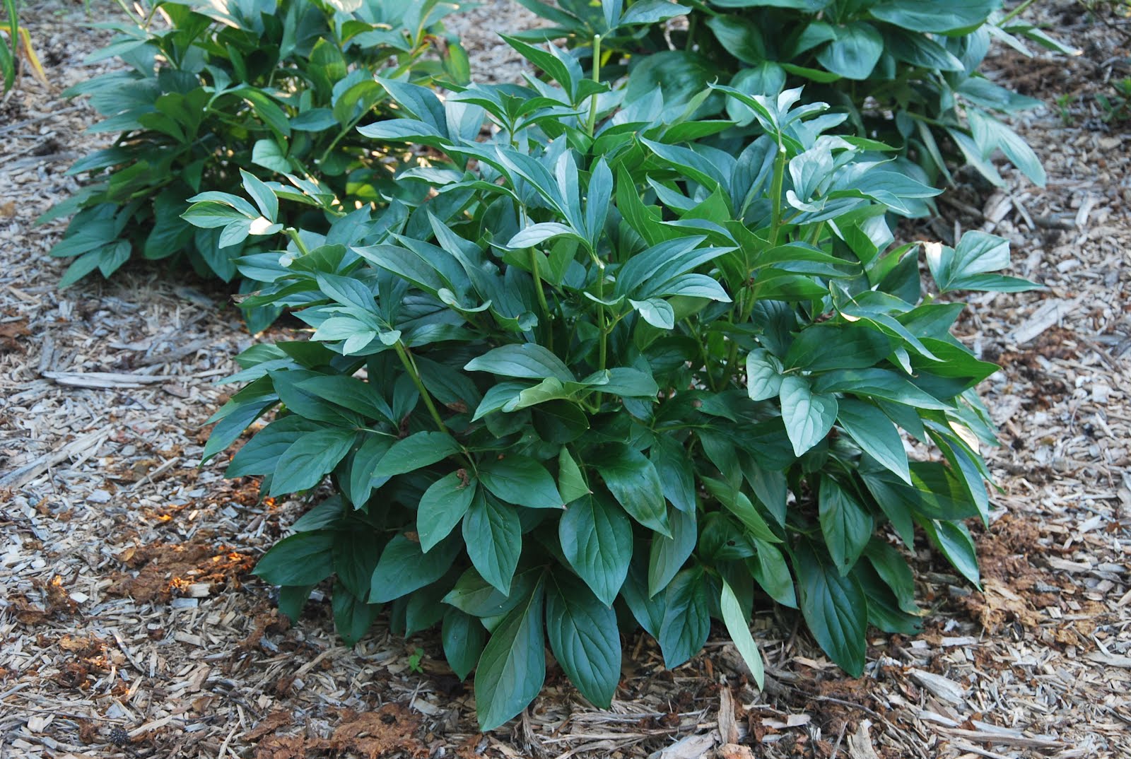 Southern Peony 2012 Peony Experiments Cutting Back Dead Flowers