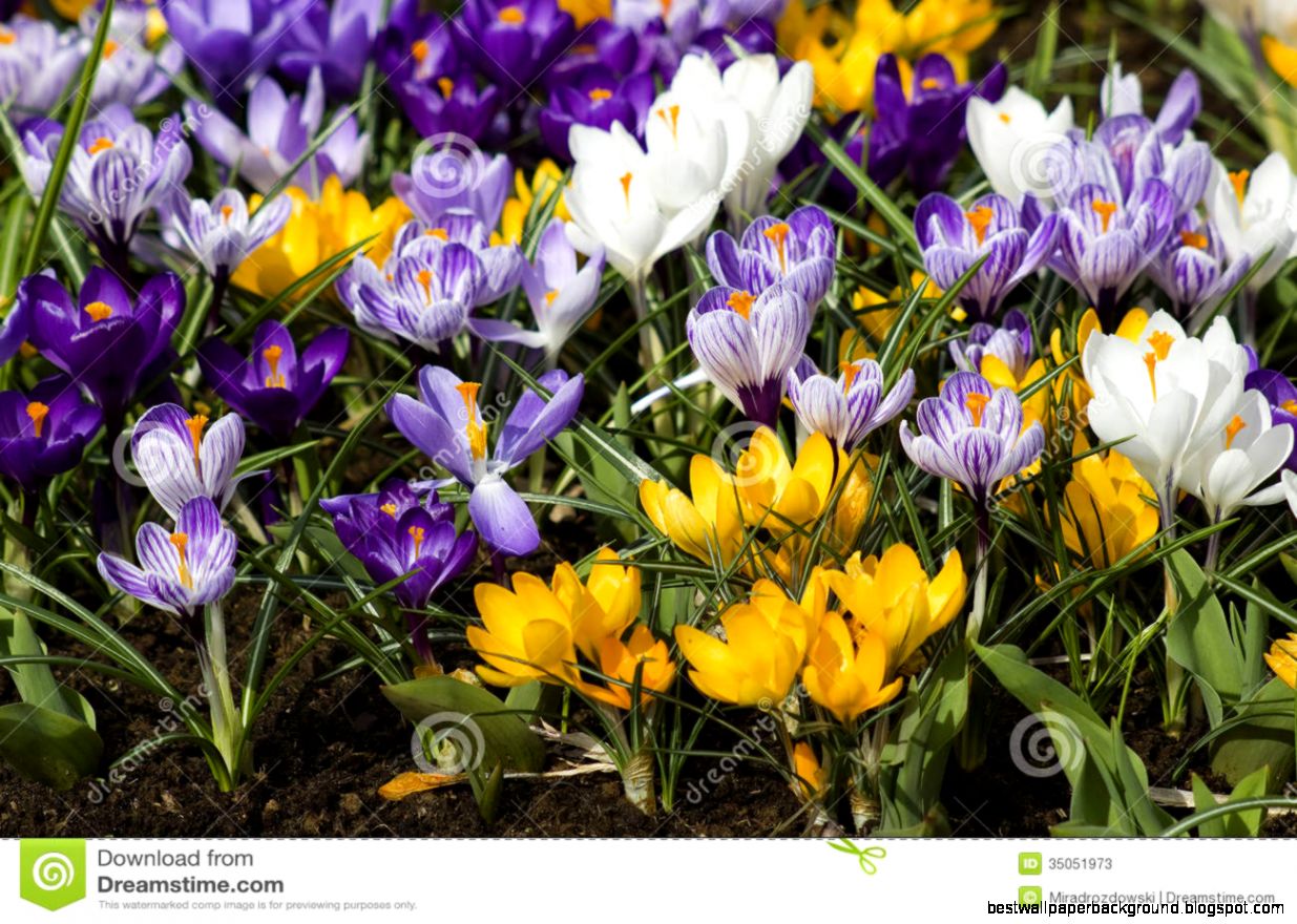 Blooming Crocus Flowers Stock Photos Image 35051973 Blooming Crocus Flowers Stock Photos Image 35051973