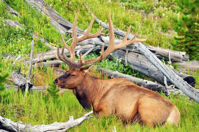 Elk 4755