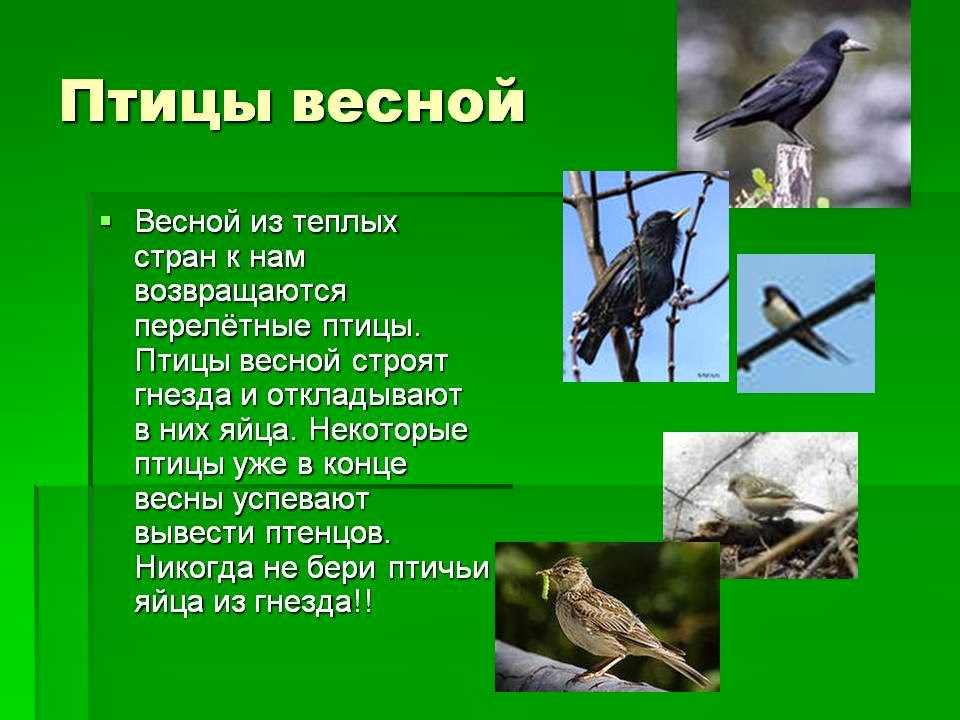 0010 010 Ptitsy vesnoj