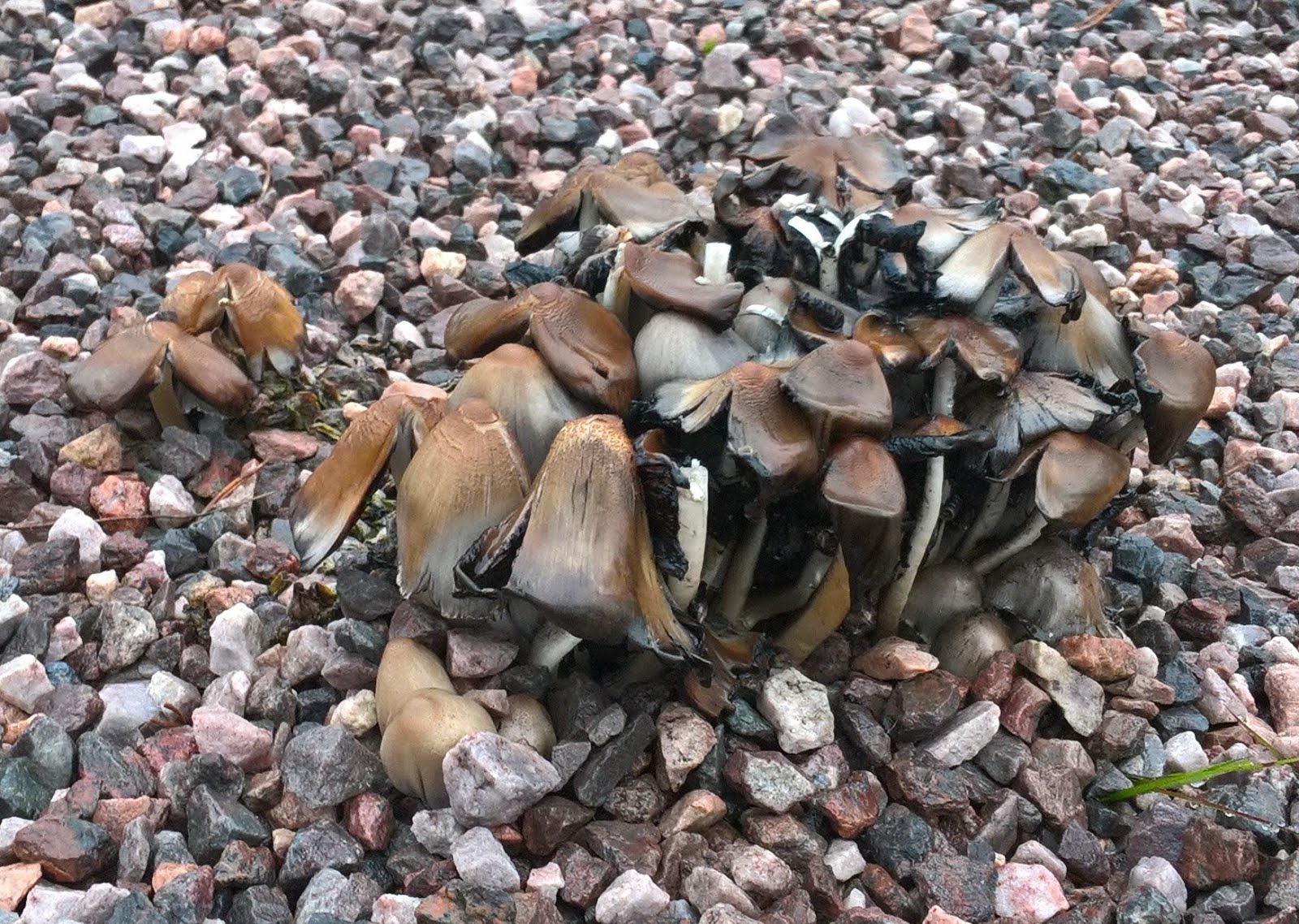 Mushrooms at Juomasuo Quarry, Käylä
