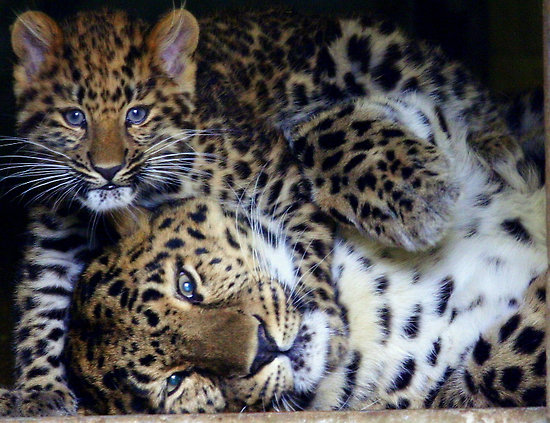 Animal Unique: Amur Leopard