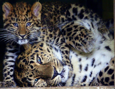 Animal Unique: Amur Leopard