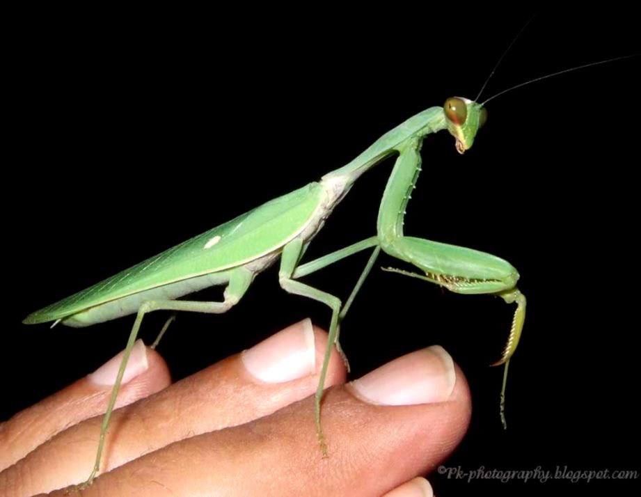 Brown Praying Mantis