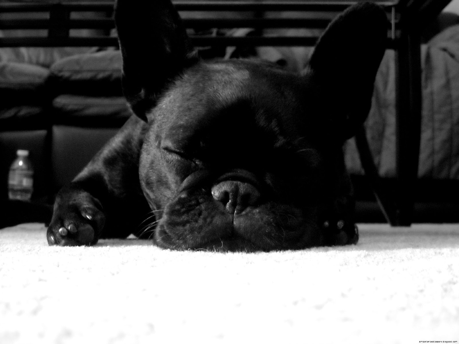 Black French Bulldog Black French Bulldog