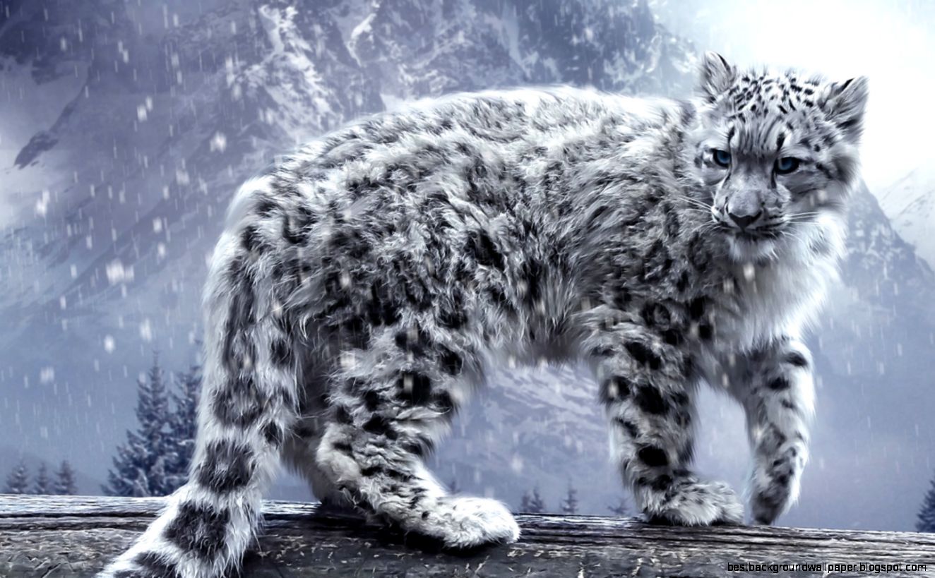 1440x900px Snow Leopard 36161 KB 329646 1440x900px Snow Leopard 36161 KB 329646