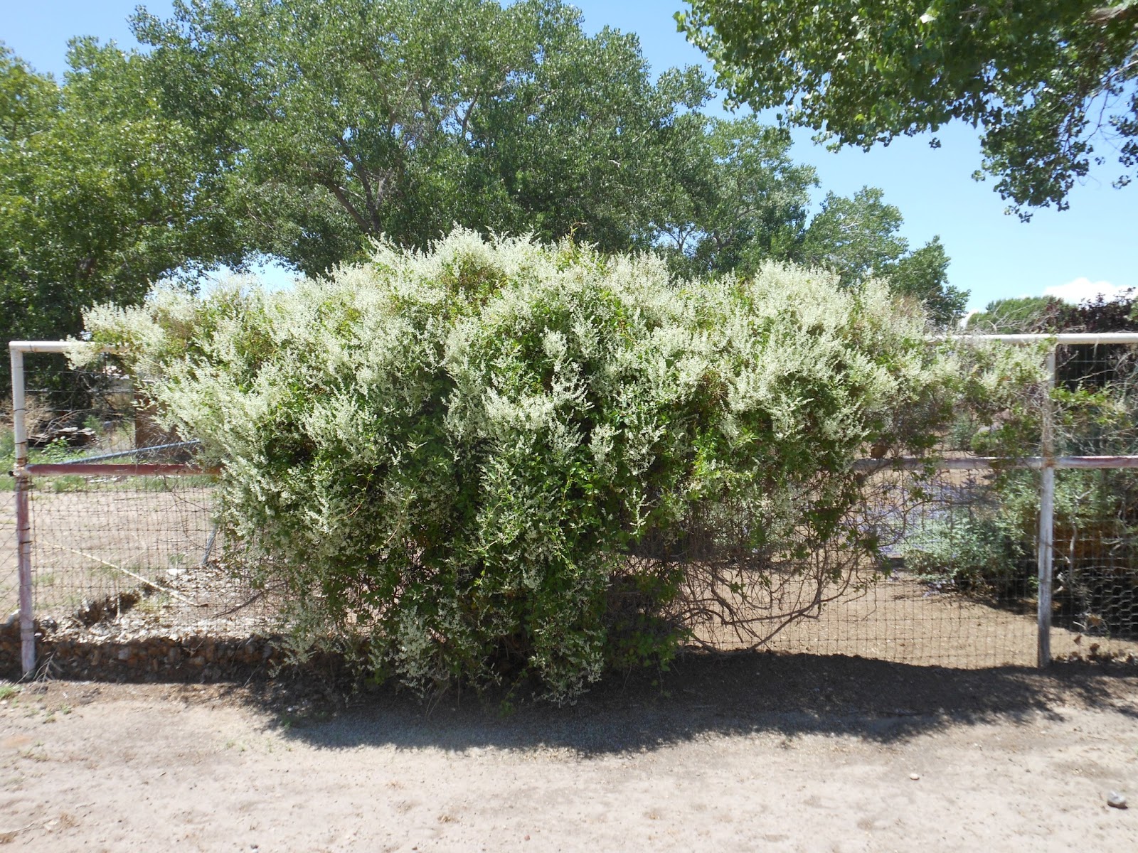 Texas Sage White Cloud Archives Ramblings From A Desert Garden