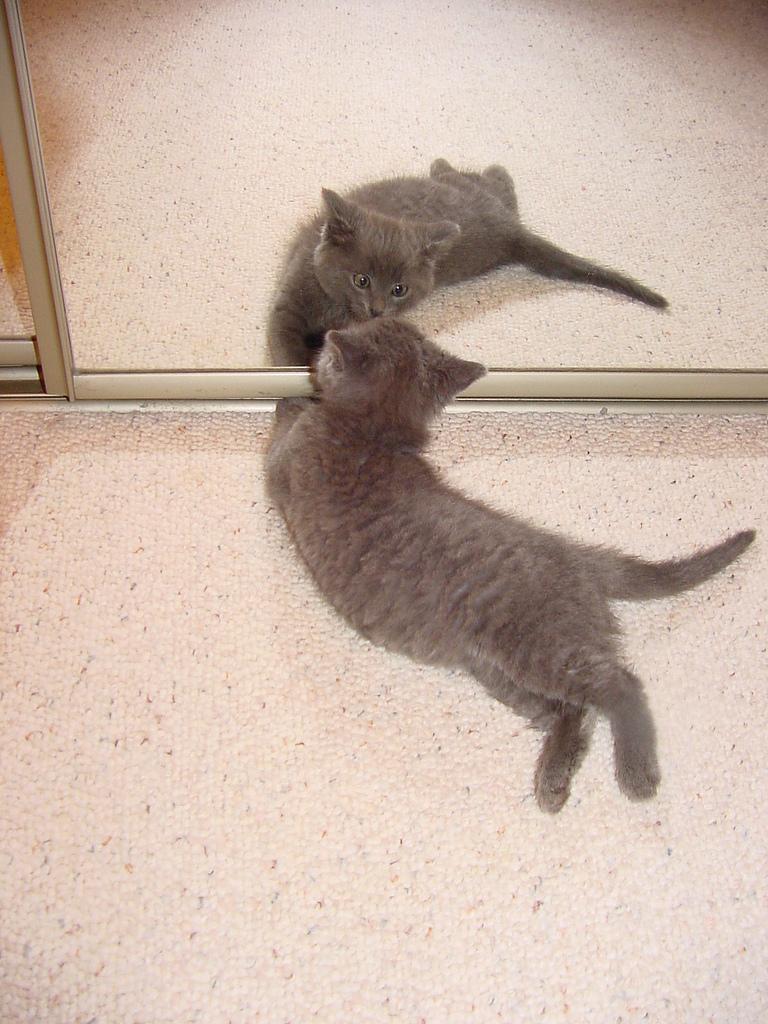 Funny Cat Looking In Mirror Funny And Cute Animals