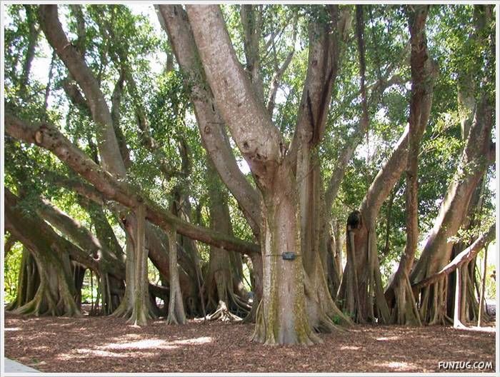 Dirty superhero valentine valentines jokes puntastic humor aquaman carolyn main original The Tree With Multiple Trunks…!!!!! | Sri lanka Funny images Sinhala