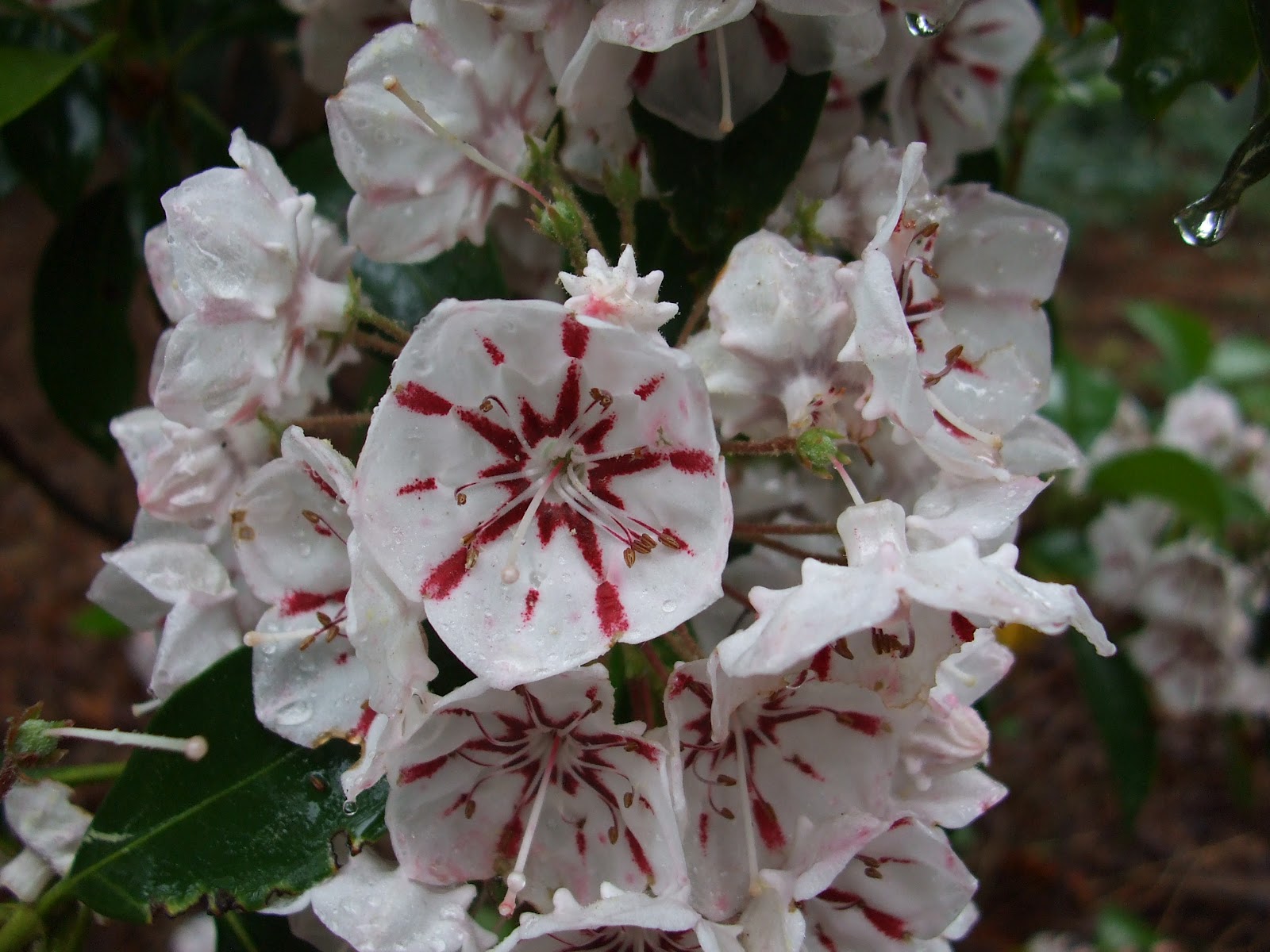 A Welkinweir Perspective Pennsylvania's State Flower