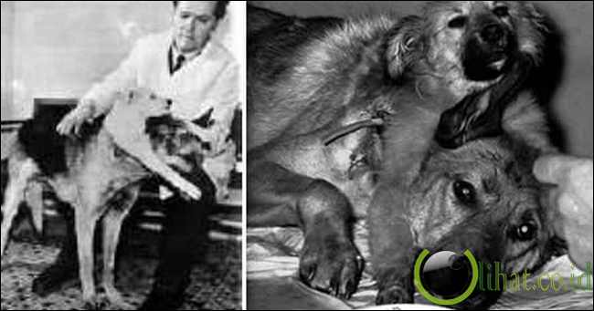 Vladimir Demikhov (Pencangkokan Anjing Berkepala Dua) Vladimir Demikhov (Pencangkokan Anjing Berkepala Dua)