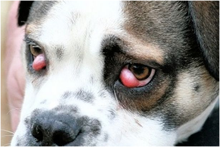 bệnh về mắt thường gặp ở chó