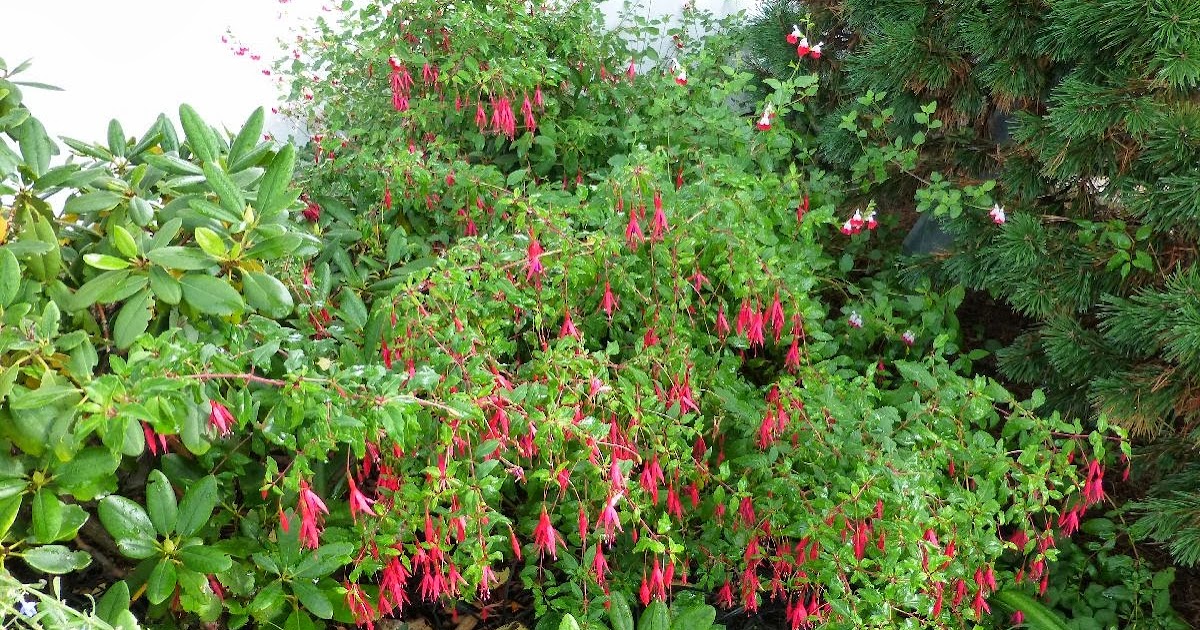 Der Wüstengarten: Winterharte Fuchsien