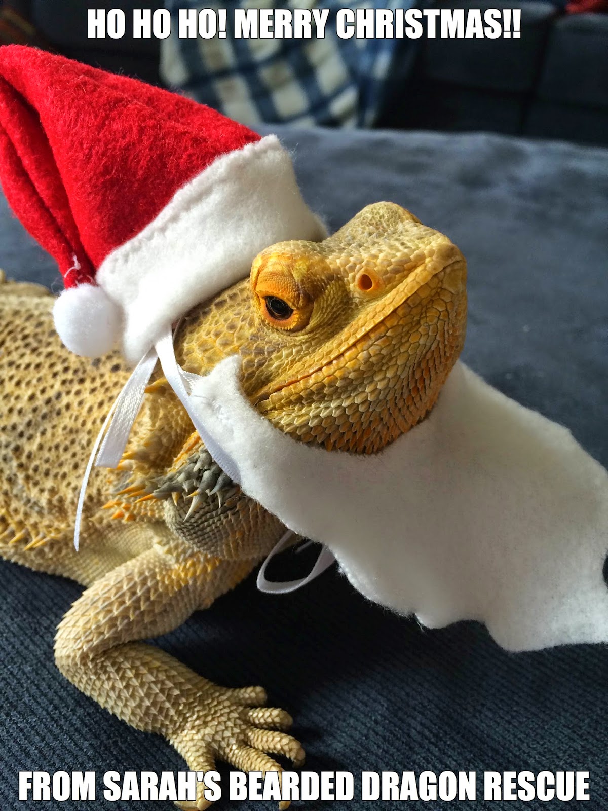 bearded-dragon-santa-hat.jpg