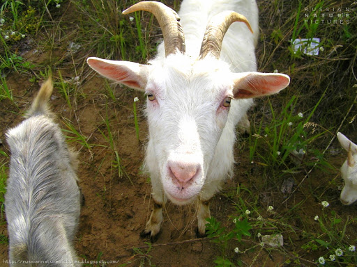 Goats 01
