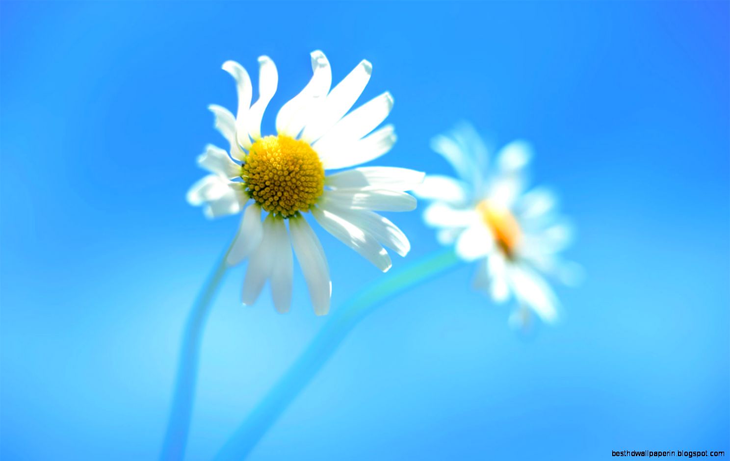 Flowers Wallpaper Windows 7 8 | Best HD Wallpapers