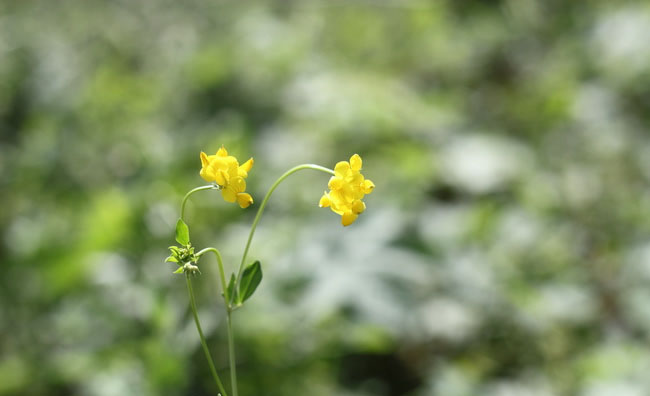 Birds-Foot Trefoil Flowers Birds-Foot Trefoil Flowers