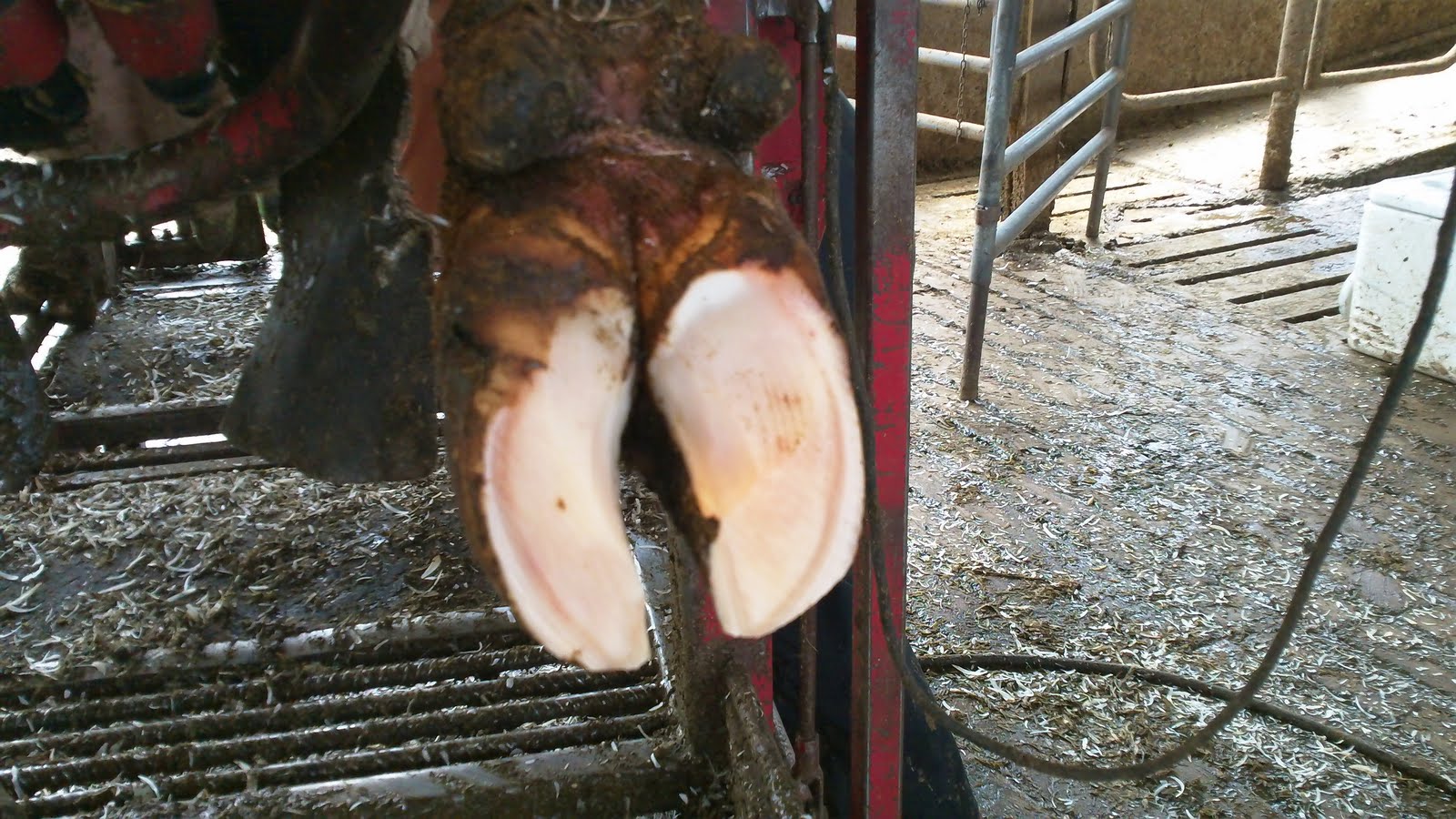 Cow "Tails" So... cows get pedicures?