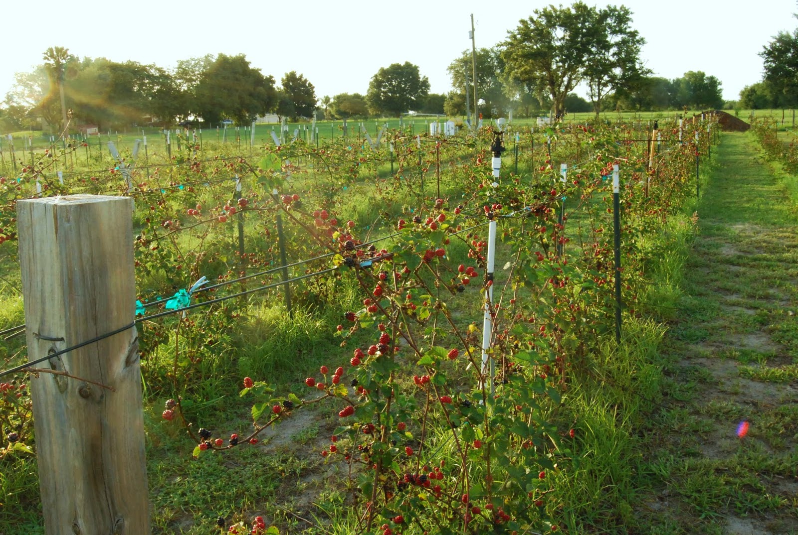Helen A. Lockey Lake Jem Nursery Thornless Blackberries, Mount Dora