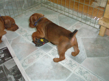 Puppies at play at about one month old