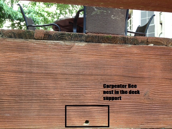carpenter bee nest deck casalupoli support under