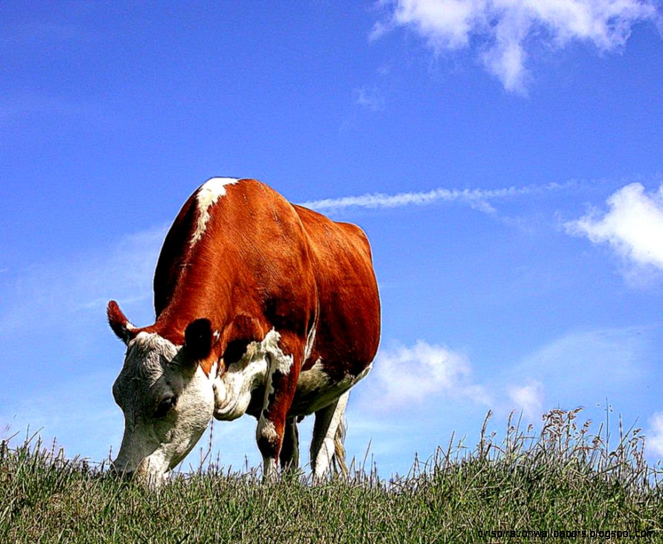 Cow Eating Grass Cow Eating Grass