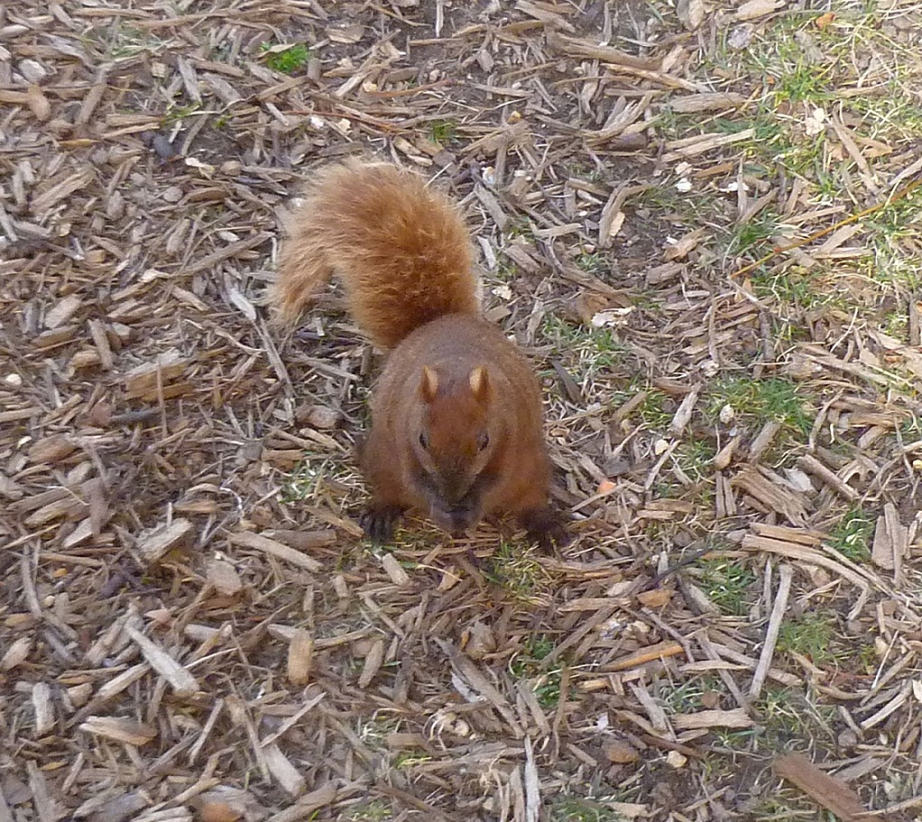 The New York Squirrel A Squirrel's Easter