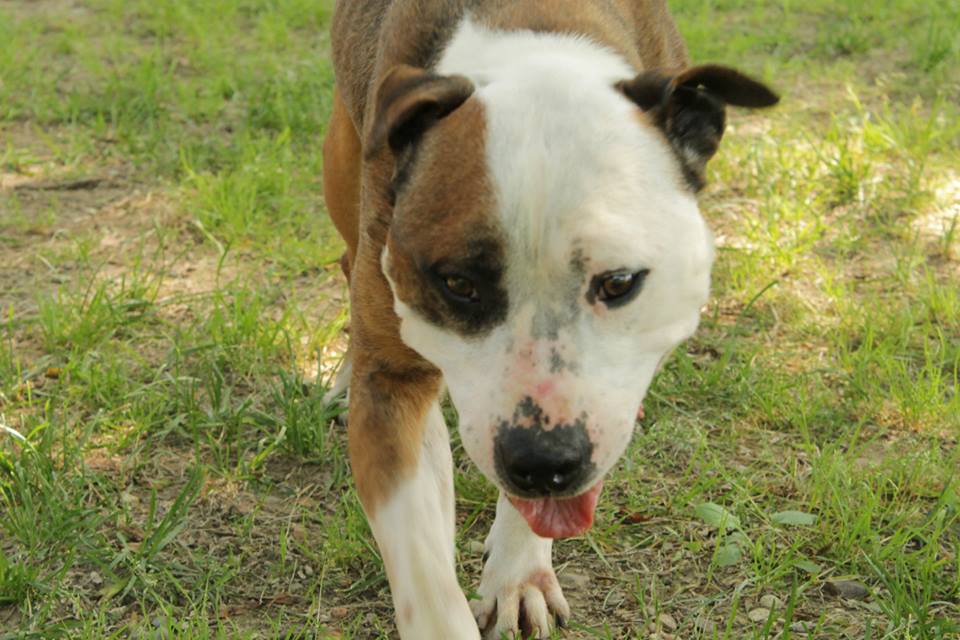 un pit bull per amico adottato pinin pit bull maschio a luino va in cerca di una nuova famiglia