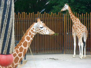 Giraffes at Taronga