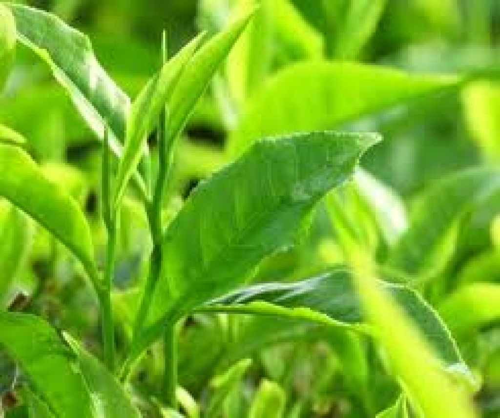 Ứng dụng của bột trà xanh thiên nhiên Ứng dụng của bột trà xanh thiên nhiên