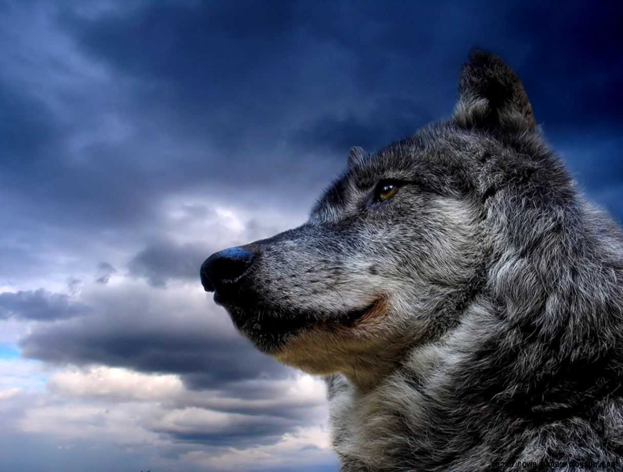 775 Wolf HD Wallpapers Backgrounds Wallpaper Abyss 775 Wolf HD Wallpapers Backgrounds Wallpaper Abyss