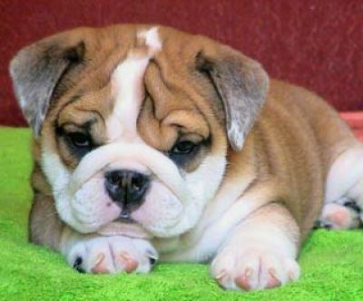 english bulldog animal wallpaper dogs puppies pets english bulldog animal wallpaper dogs puppies pets