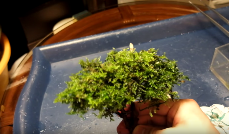 Cây bon sai đã phủ đầy rêu thủy sinh