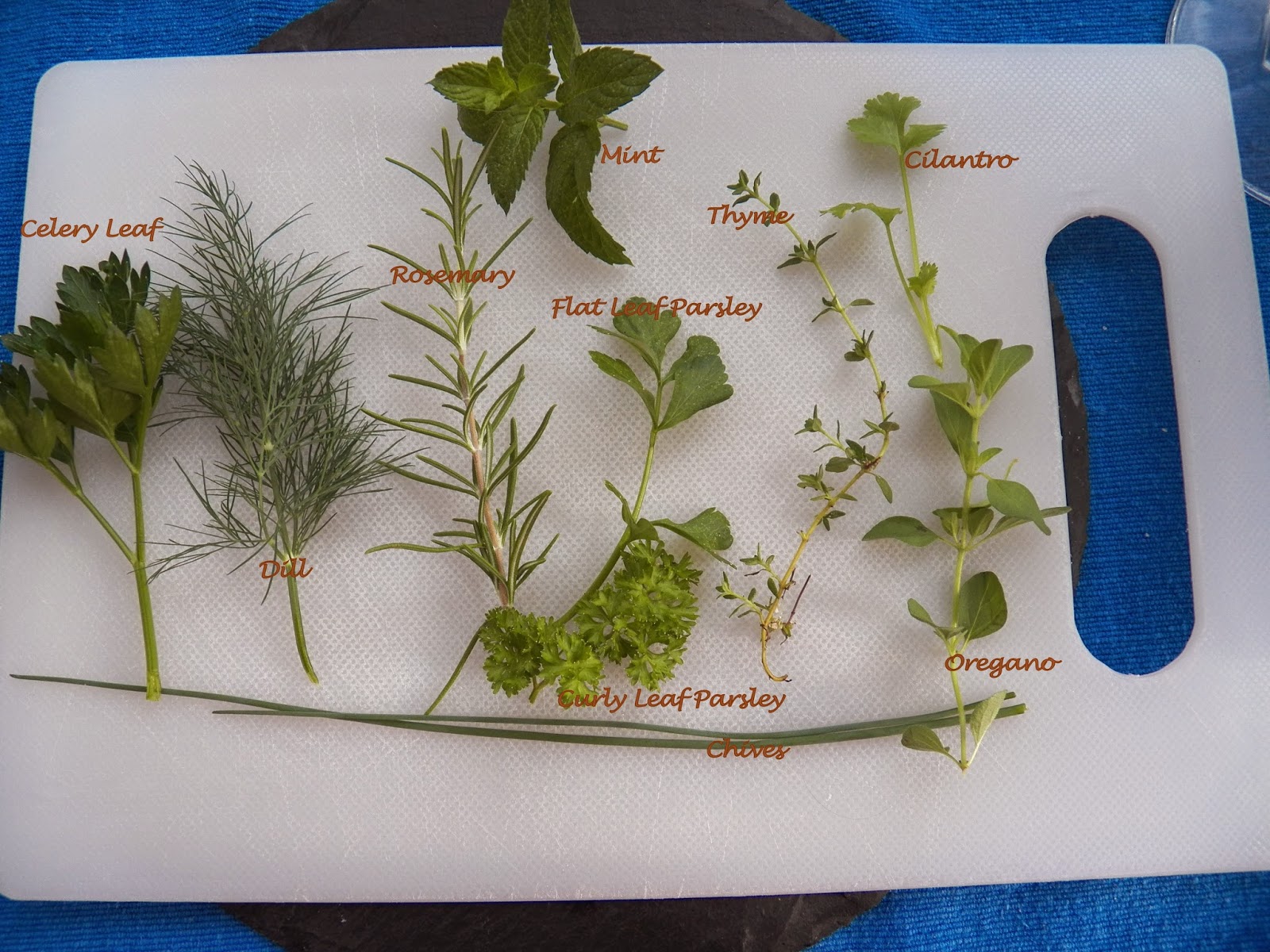 Herbs in my garden... Sid's Sea Palm Cooking