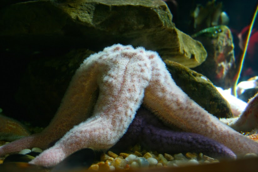 Oy! The 11th Day Holiday Fun at The Aquarium!