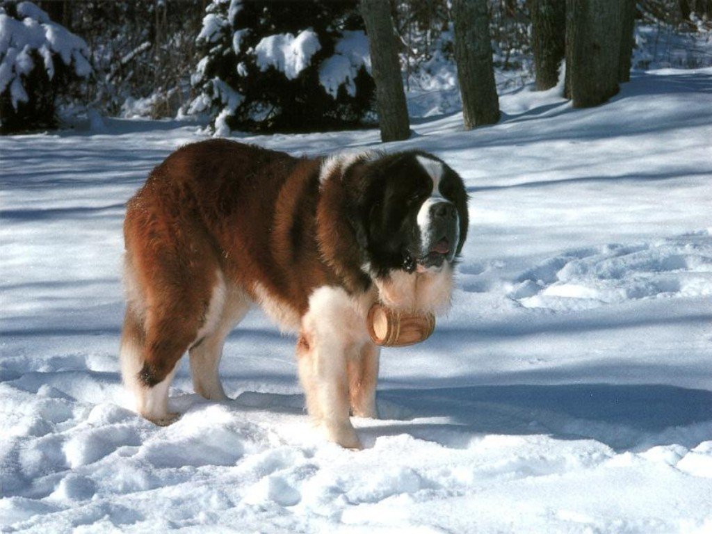 http://3.bp.blogspot.com/-XiBb2rWkHZA/TkXvGKvlwSI/AAAAAAAAKdE/U9l5Lnwbp2Y/s1600/saint-bernard-wallpaper2.jpg