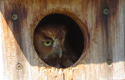 Female Red Morph Eastern Screech Owl in The Nest Box