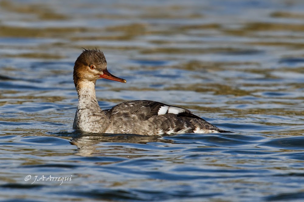 Serreta mediana, Mergus serrator, Red-breasted Merganser Serreta mediana, Mergus serrator, Red-breasted Merganser