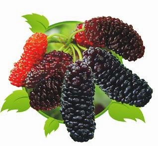 桑の木　(Ｍｕｌｂｅｒｒｙ）を栽培しよう！