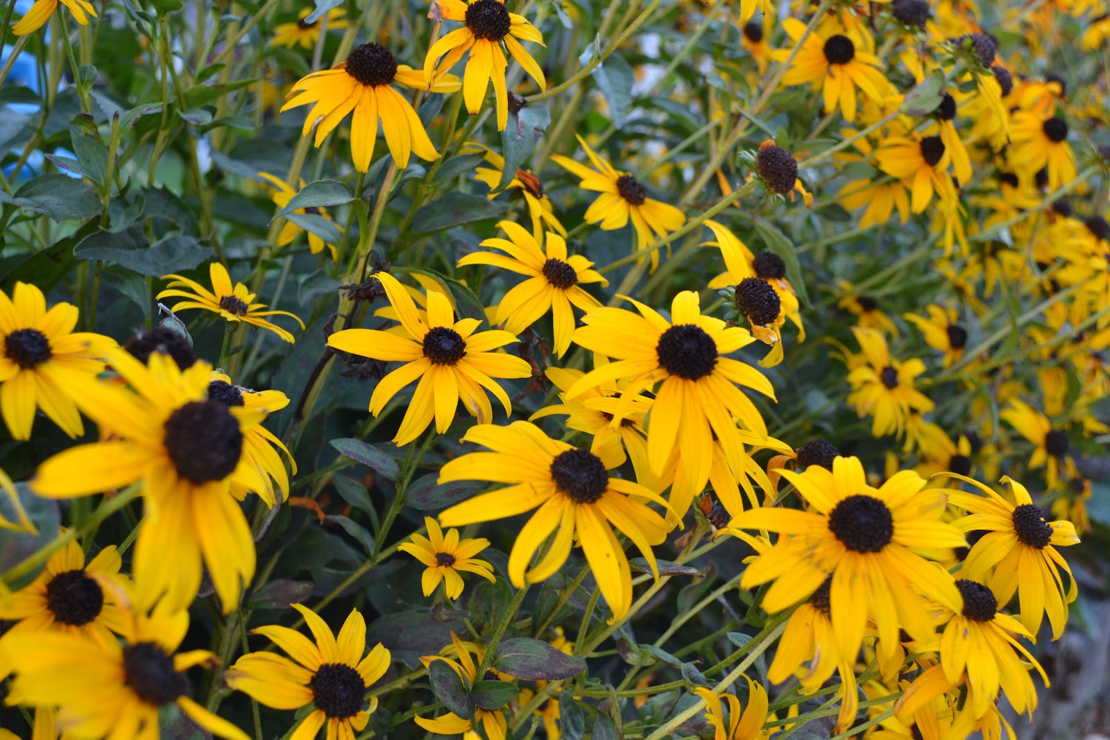 Lan Le's AP Bio September 2012