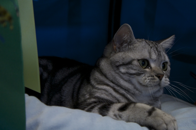 Ancaster Cat Show Is The Best Ancaster Cat Show Is The Best