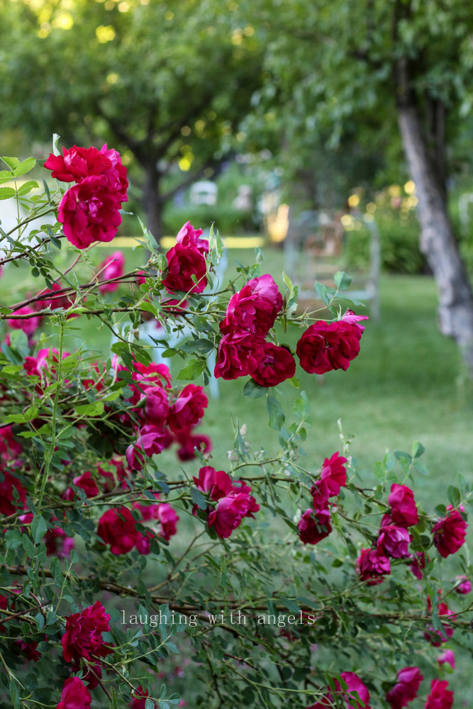 Grace Gardens early summer garden 2015