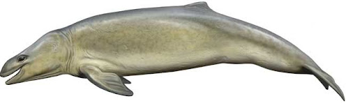 ballenas extintas Mammalodon